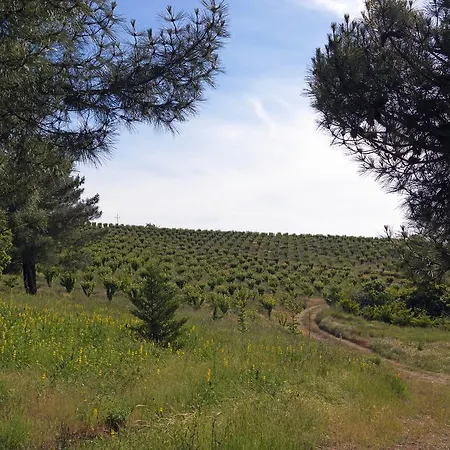 Quinta Da Pereira